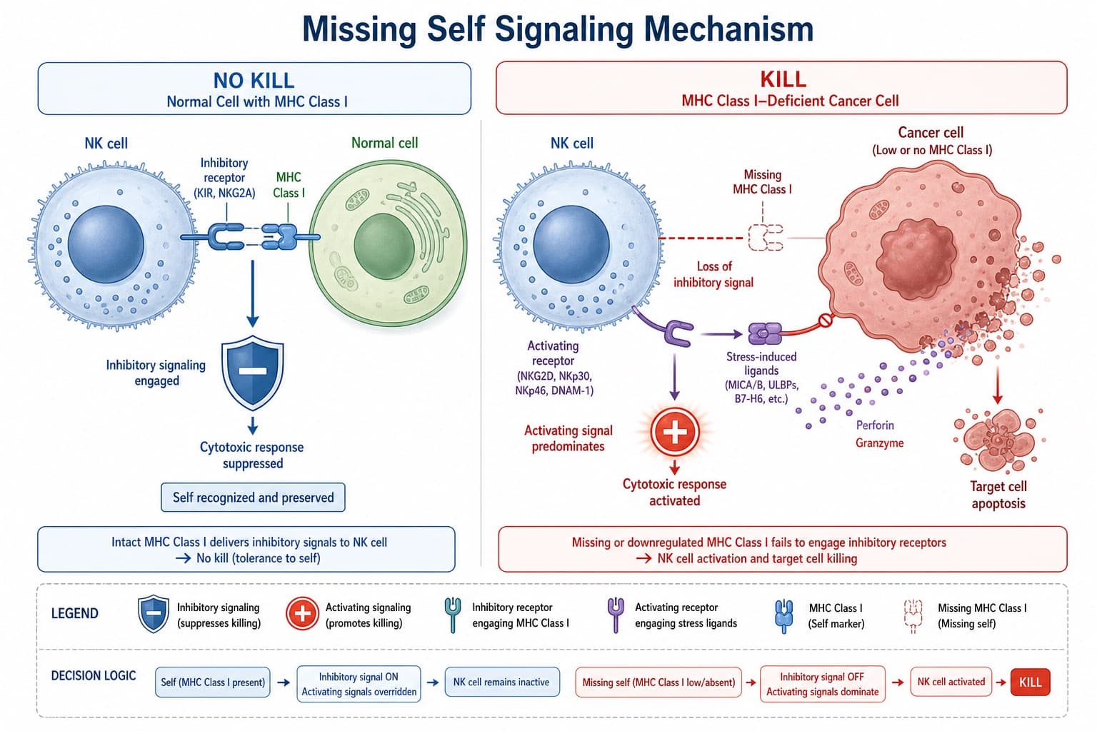 The "Missing Self" signaling mechanism: comparing an inhibitory "No Kill" signal on a normal cell with an activated "Kill" signal on an MHC Class I-deficient cancer cell. © 2026 ImmunoTherapy Japan. Educational use only