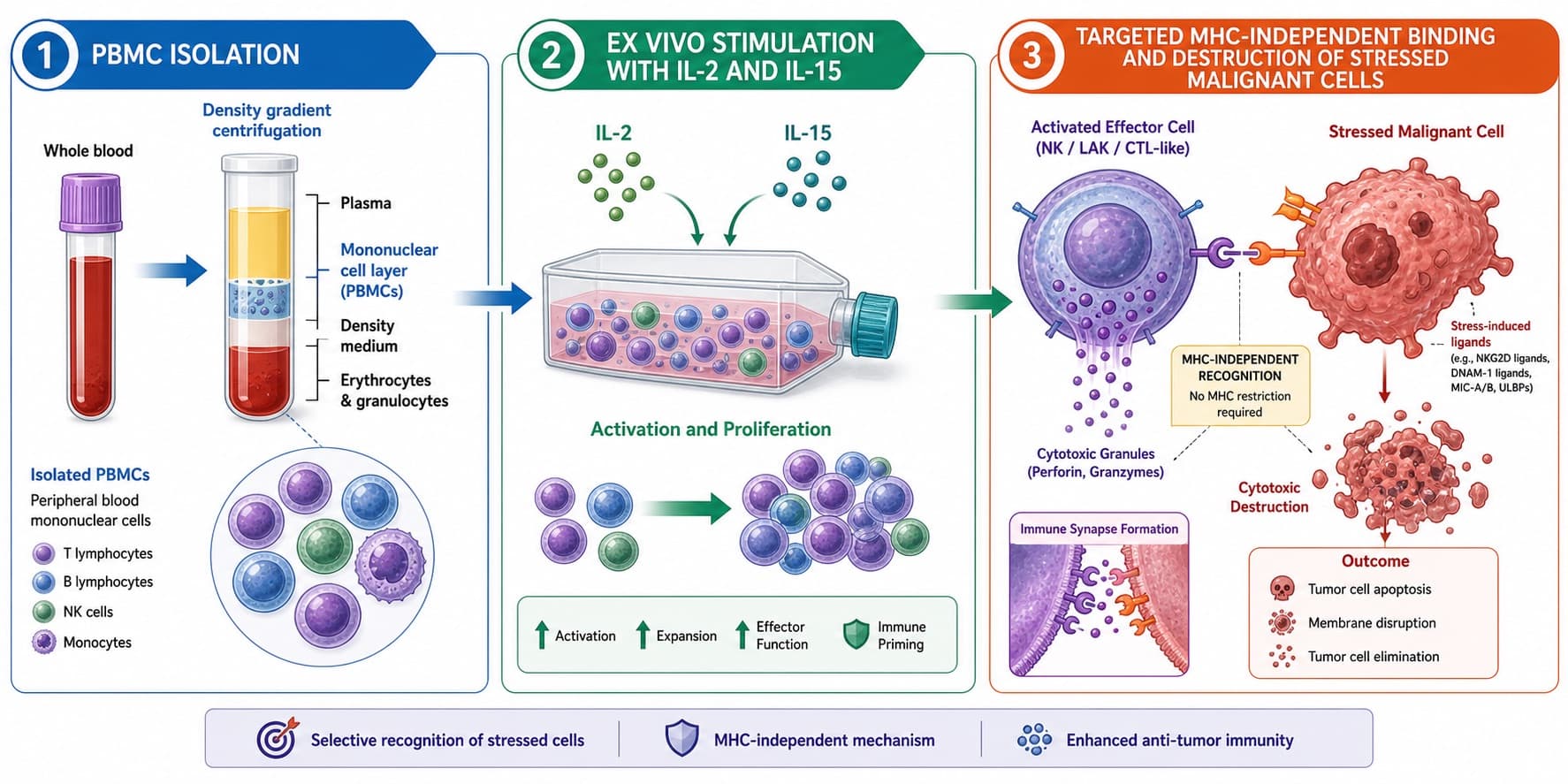 Isolation of PBMCs, their ex vivo stimulation utilizing IL-2 and IL-15, and their targeted MHC-independent binding and destruction of stressed malignant cells. © 2026 ImmunoTherapy Japan. Educational use only