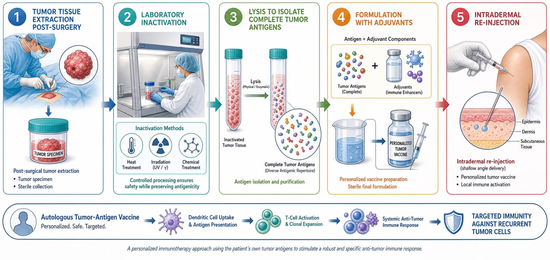 The extraction of tumor tissue post-surgery, laboratory inactivation, lysis to isolate complete tumor antigens, formulation with adjuvants, and intradermal re-injection. © 2026 ImmunoTherapy Japan. Educational use only