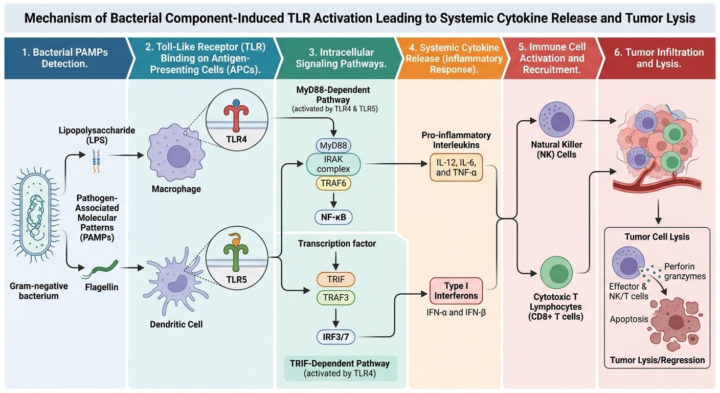 The interaction of bacterial components with Toll-Like Receptors (TLRs), triggering systemic interferon and interleukin release, leading to tumor infiltration and lysis. © 2026 ImmunoTherapy Japan. Educational use only