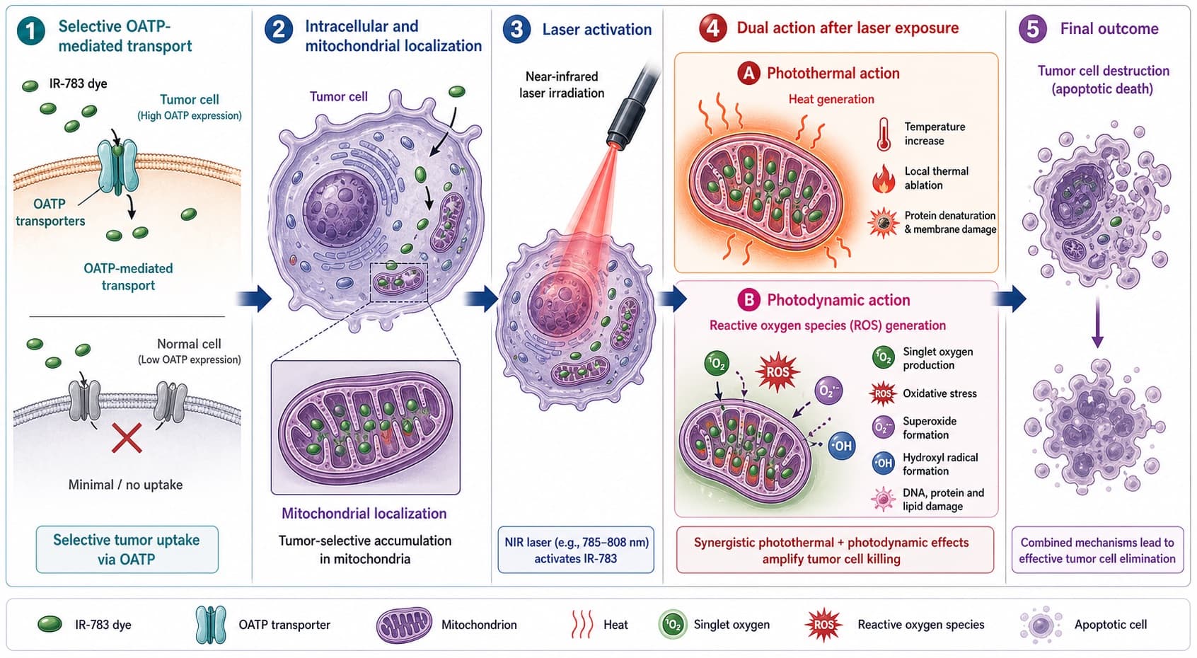 The selective OATP-mediated transport of the IR-783 dye into tumor cells, its mitochondrial localization, and laser-induced dual photothermal and photodynamic action. © 2026 ImmunoTherapy Japan. Educational use only
