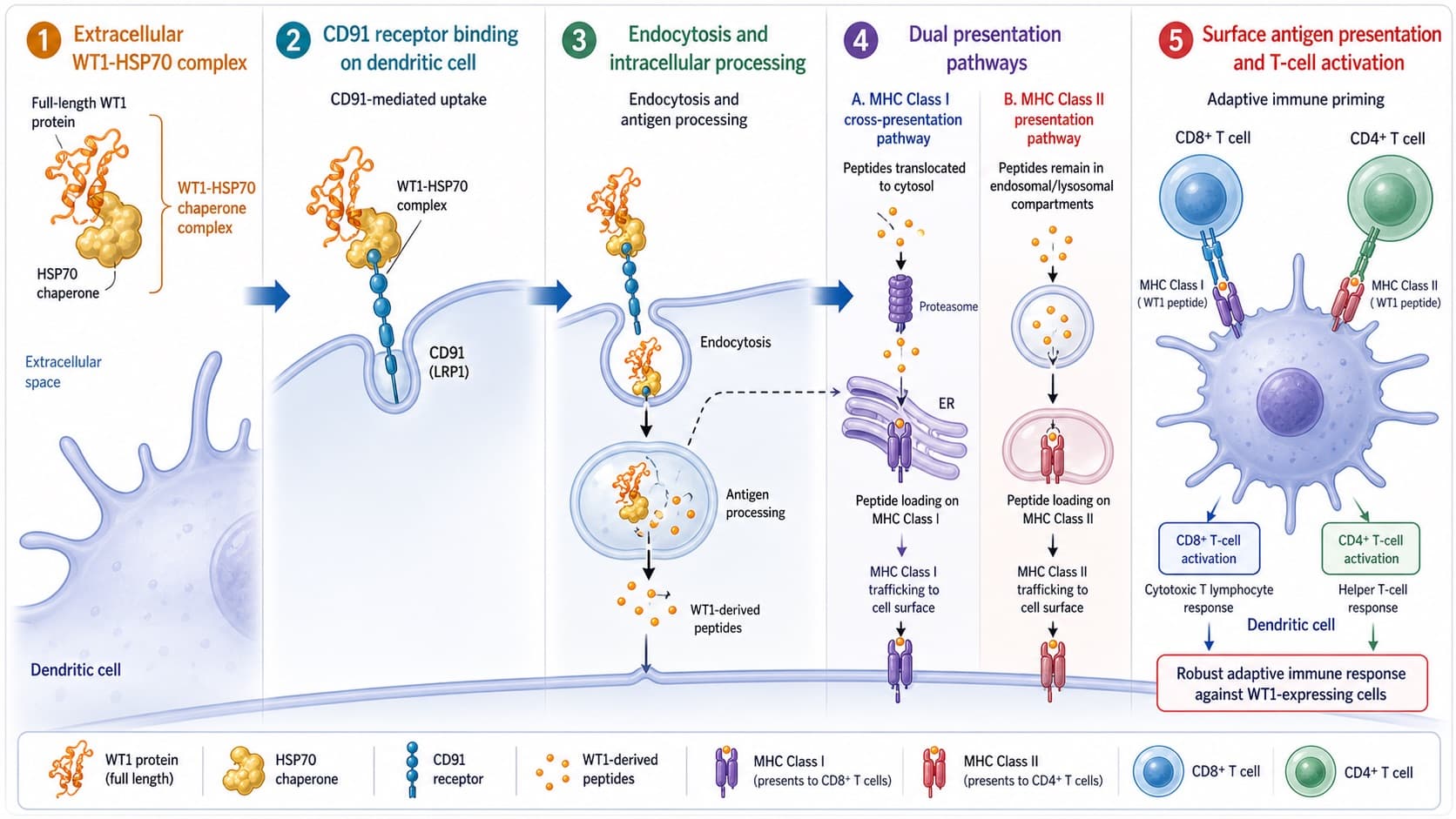 Step-by-step processing of the full-length WT1 protein chaperoned by HSP70 through the CD91 receptor of a dendritic cell, leading to MHC Class I and II presentation. © 2026 ImmunoTherapy Japan. Educational use only