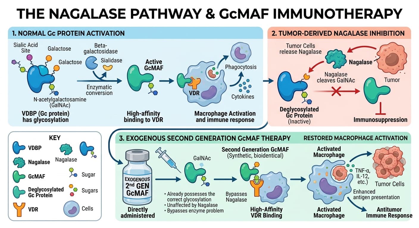 An educational diagram illustrating VDBP (Gc protein) deglycosylation by tumor-derived nagalase, and how exogenous Second Generation GcMAF restores high-affinity binding to Vitamin D Receptors (VDR) on macrophages. © 2026 ImmunoTherapy Japan. Educational use only
